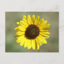 Pesquisar por girassol selvagem cartoes postais Flor amarela