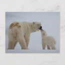 Pesquisar por filhote de urso polar cartoes postais Animais selvagens