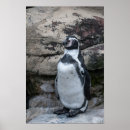 Pesquisar por pinguim engraçado pôsteres Animais