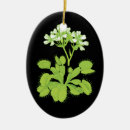 Pesquisar por carnivora ornamentos Plantas carnívoras