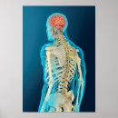 Pesquisar por coluna vertebral pôsteres Imagem gerada digitalmente