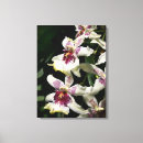 Pesquisar por orquídea branca impressão de canvas Floral