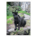 Pesquisar por jaguares cartoes postais Gatos