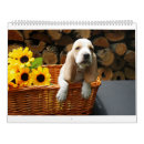 Pesquisar por basset calendarios Cão