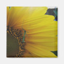 Pesquisar por sunflower imas Fotografia
