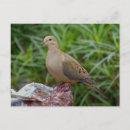 Pesquisar por pombo selvagem cartoes postais Luto