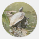 Pesquisar por turtle adesivos Tartaruga