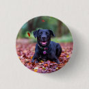 Pesquisar por de labrador botons Animal