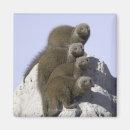 Pesquisar por delta imas Animais selvagens