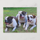 Pesquisar por buldogue americano Canino