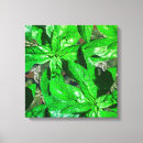 Pesquisar por erva impressão de canvas Folhas