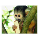 Pesquisar por macacos kodak Árvore