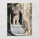 Pesquisar por kitten cartoes postais Gatinho