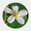 Pesquisar por tela imas Flor