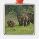 Pesquisar por elefante indiano ornamentos Jagdeep rajput