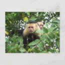 Pesquisar por cara branca cartoes postais Macaco