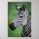 Pesquisar por zebra pósteres pôsteres Qualquer pessoa