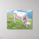 Pesquisar por bovino impressão de canvas Vaca