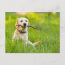 Pesquisar por labrador retriever amarelo cartoes postais Cão