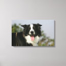 Pesquisar por border collie impressão de canvas Foto