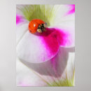 Pesquisar por ladybug pósteres pôsteres Flor