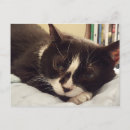 Pesquisar por housecat Felino
