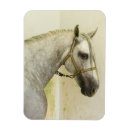 Pesquisar por andaluz imas Cavalo