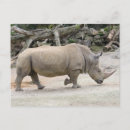 Pesquisar por rinocerontes Zoológico