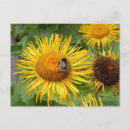 Pesquisar por bumble bee cartoes postais Barulho