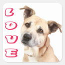 Pesquisar por amstaff adesivos Cão