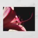 Pesquisar por sensuais cartoes postais Natureza