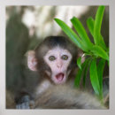 Pesquisar por macacos pósteres pôsteres Japão