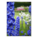 Pesquisar por delphinium cartoes postais Flores