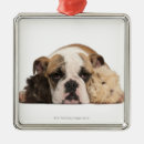 Pesquisar por do filhote de cachorro Animal