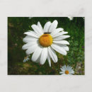 Pesquisar por photo cartoes postais Floral
