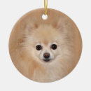 Pesquisar por pomerania ornamentos Cão