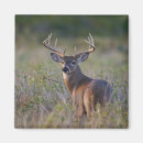 Pesquisar por odocoileus imas Veado de cauda branca