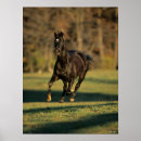 Pesquisar por breed pôsteres Thoroughbred