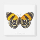 Pesquisar por animals imas Natureza