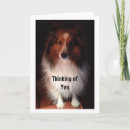 Pesquisar por sheltie cartoes Dog