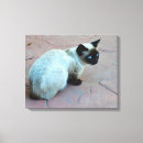 Pesquisar por gatos bonitos impressão de canvas Animal de estimação