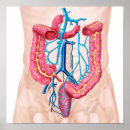 Pesquisar por abdominal pôsteres Biologia