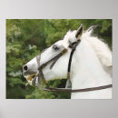 Pesquisar por white horse pôsteres Horses
