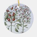 Pesquisar por pimenta de pimentão ornamentos Pimentões