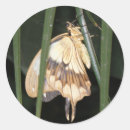 Pesquisar por mariposas adesivos Animais