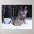 Pesquisar por lobos cinzentos pósteres pôsteres Neve