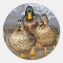 Pesquisar por wildlife adesivos Foto