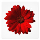 Pesquisar por margarida vermelha pósteres pôsteres Gerbera