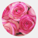Pesquisar por fogo do rosa adesivos Rosas
