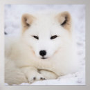 Pesquisar por raposa branca neve artes pôsteres Branco